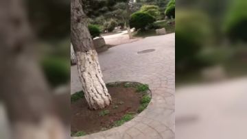 最近网络疯传红人浆果儿,人来人往公园露出口交